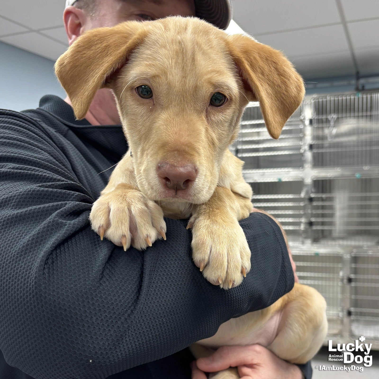 DARLING - Labrador Retriever available for adoption