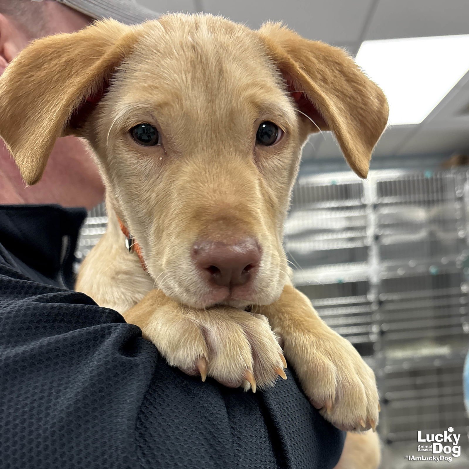 DARLING - Labrador Retriever available for adoption