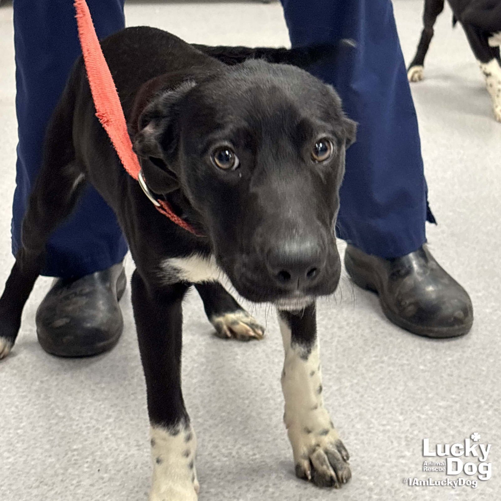 FREDDY - Pointer / Beagle available for adoption