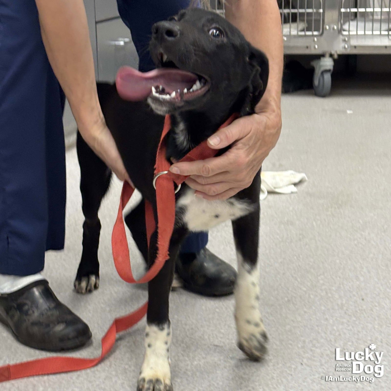 FREDDY - Pointer / Beagle available for adoption