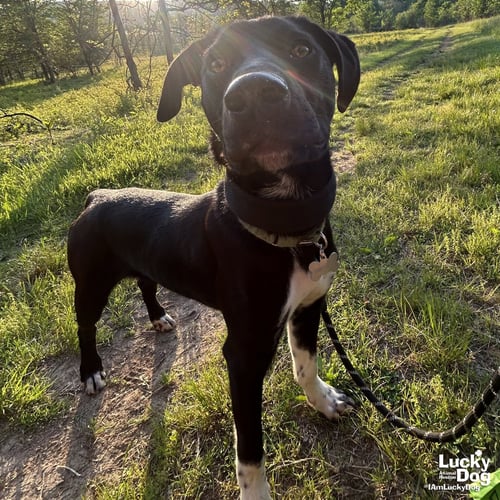 FREDDY - Pointer / Beagle available for adoption