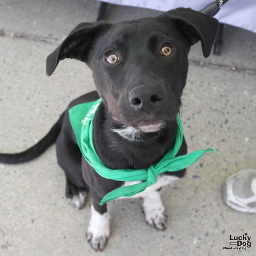 FREDDY - Pointer / Beagle available for adoption