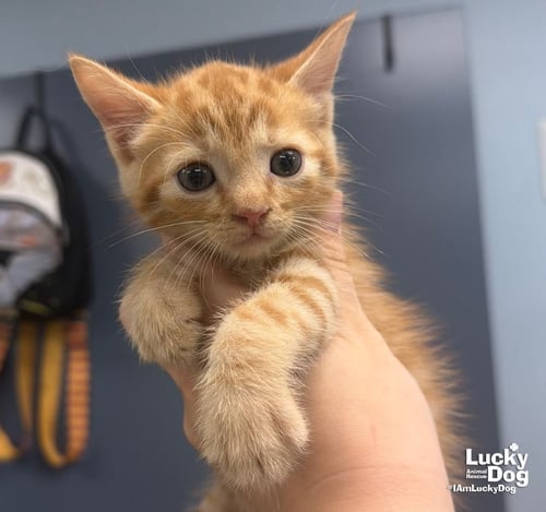 EZRA - Domestic Short Hair available for adoption