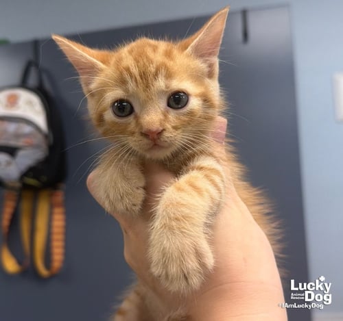 EZRA - Domestic Short Hair available for adoption