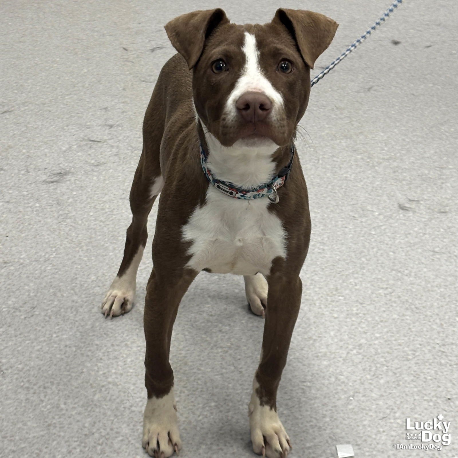 NUTMEG - Labrador Retriever / Pointer available for adoption