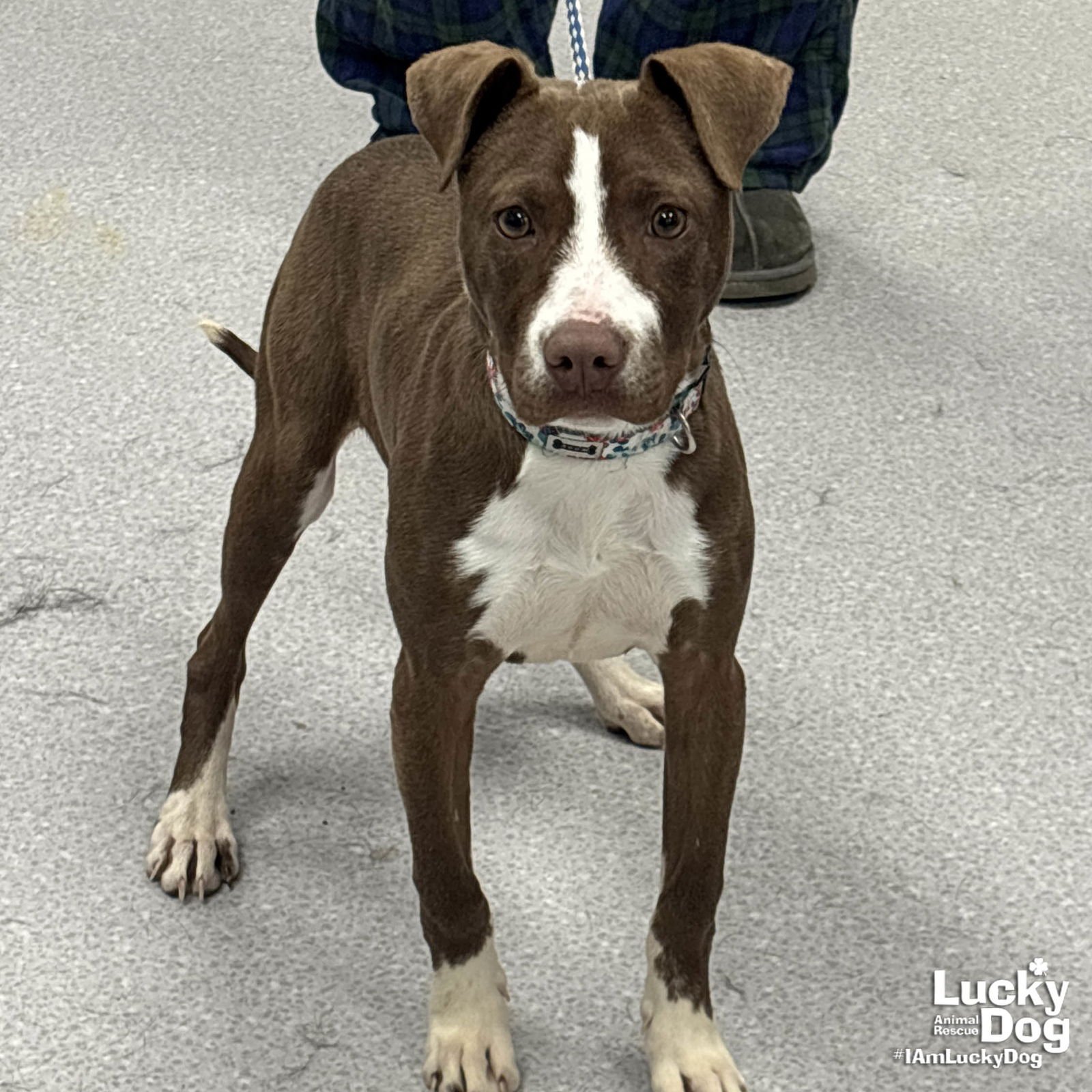 NUTMEG - Labrador Retriever / Pointer available for adoption
