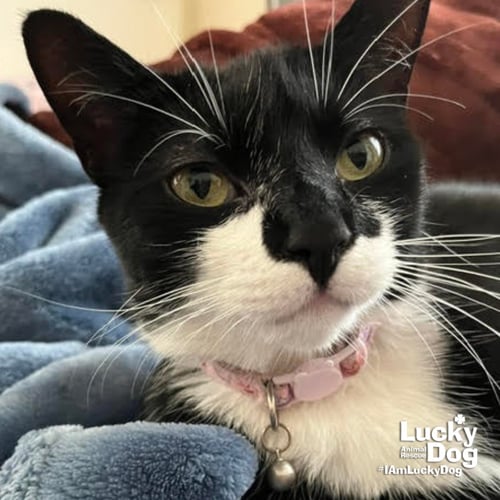 CHITTER CHATTER - Domestic Short Hair available for adoption