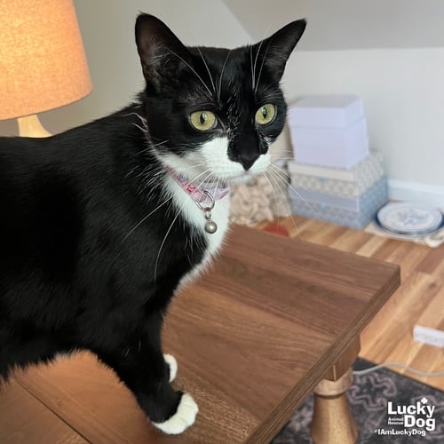 CHITTER CHATTER - Domestic Short Hair available for adoption
