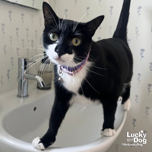 CHITTER CHATTER - Domestic Short Hair available for adoption
