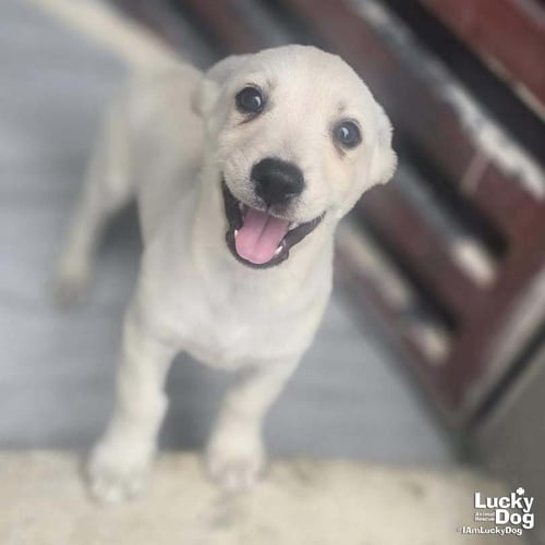 ATLAN - Labrador Retriever available for adoption