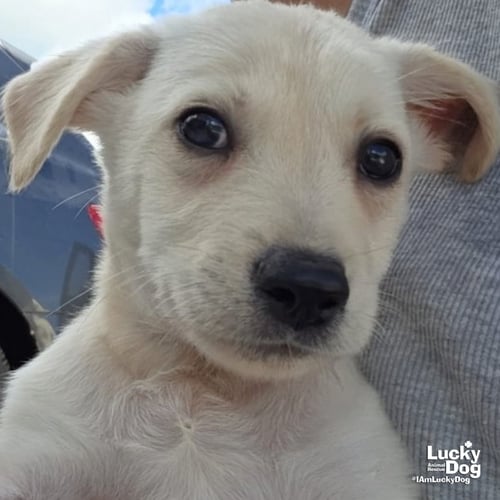 ATLAN - Labrador Retriever available for adoption