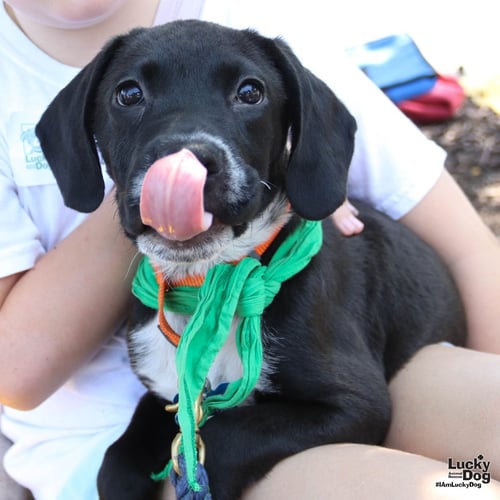 LINDA - Labrador Retriever available for adoption
