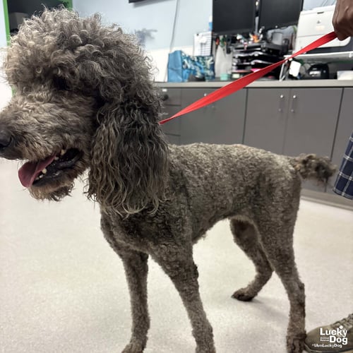 FANNY - Poodle (unknown type) available for adoption