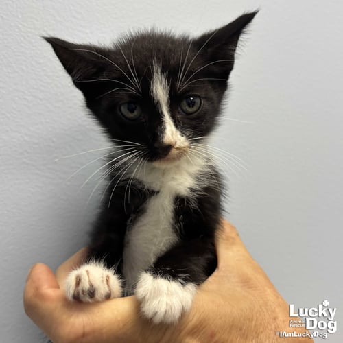 LINK - Domestic Short Hair available for adoption