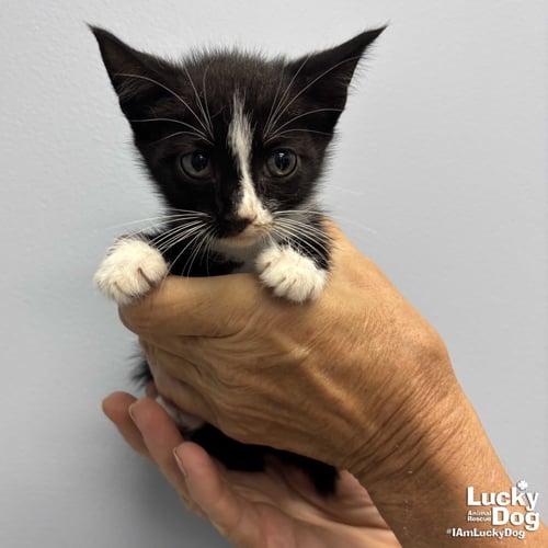 LINK - Domestic Short Hair available for adoption