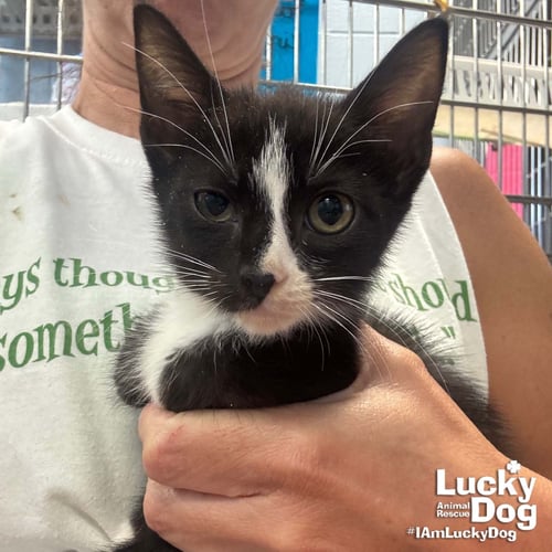 LINK - Domestic Short Hair available for adoption