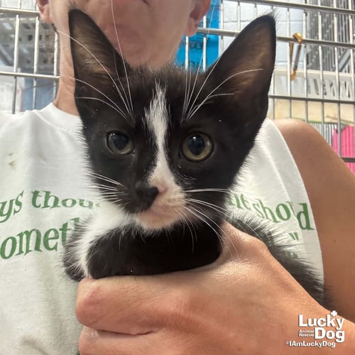 LINK - Domestic Short Hair available for adoption