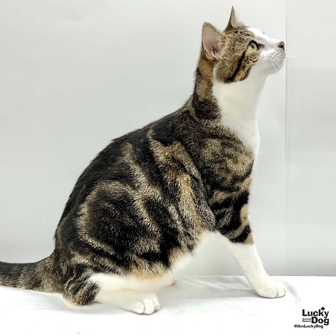 SAWYER - Domestic Short Hair available for adoption