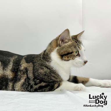 SAWYER - Domestic Short Hair available for adoption