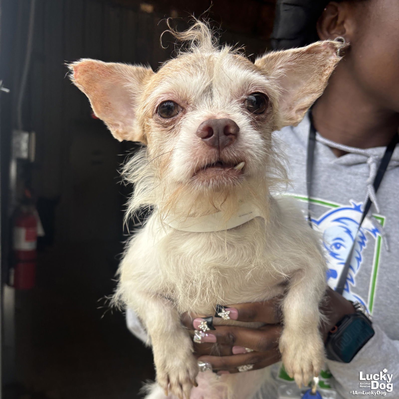 ICHIDO - Chihuahua available for adoption