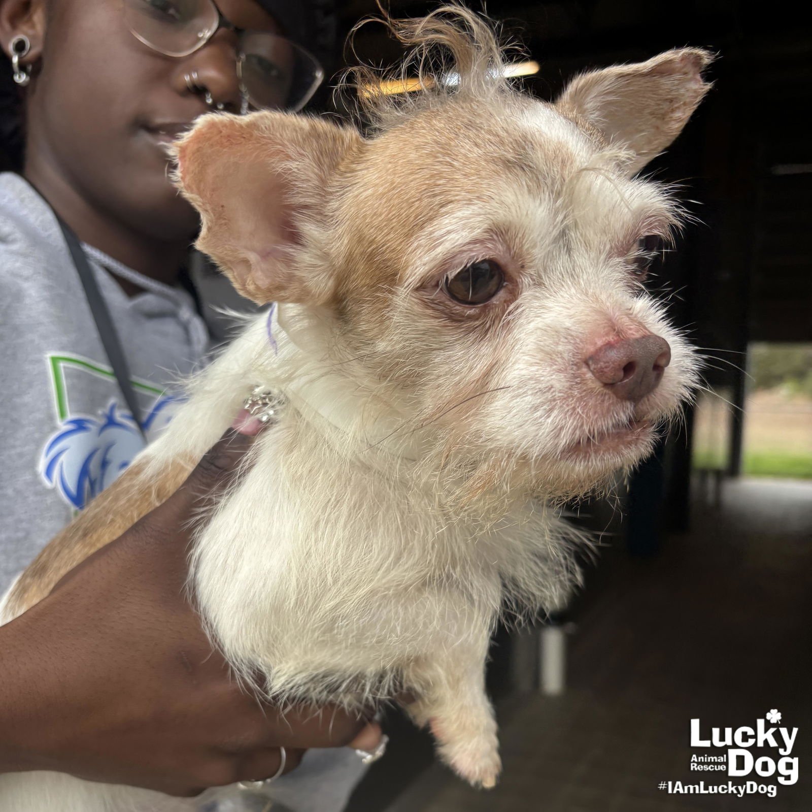 ICHIDO - Chihuahua available for adoption