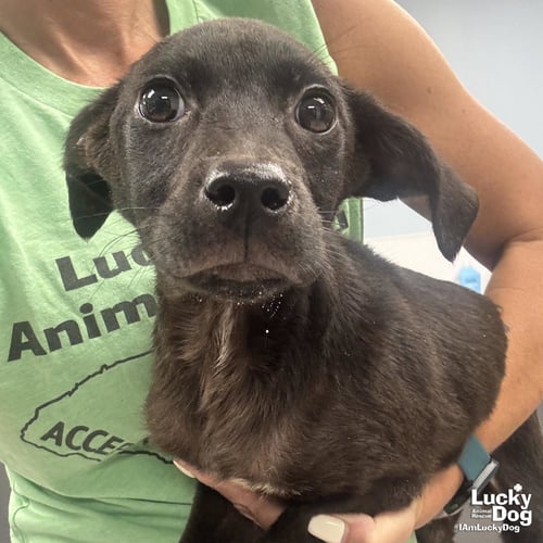 FLOYD - Terrier available for adoption