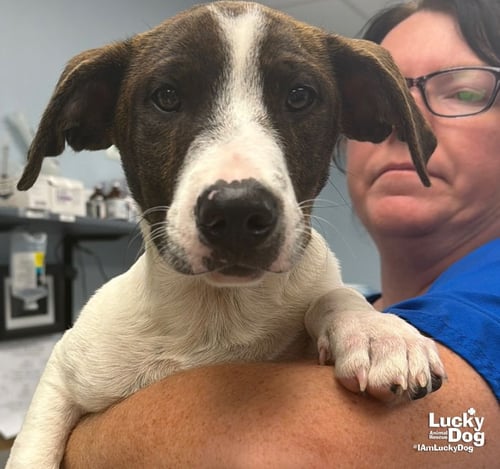 OLIVER - Pointer / Dachshund available for adoption
