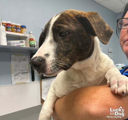 OLIVER - Pointer / Dachshund available for adoption