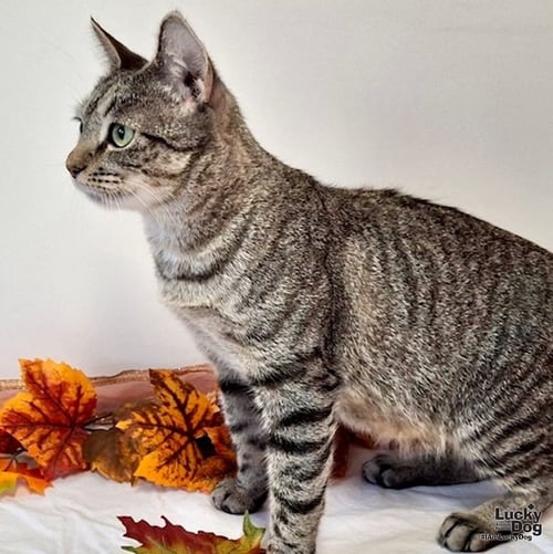 BIRDIE - Domestic Short Hair available for adoption