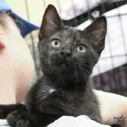 OXFORD - Domestic Short Hair available for adoption