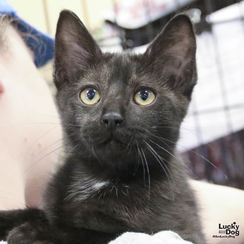 OXFORD - Domestic Short Hair available for adoption