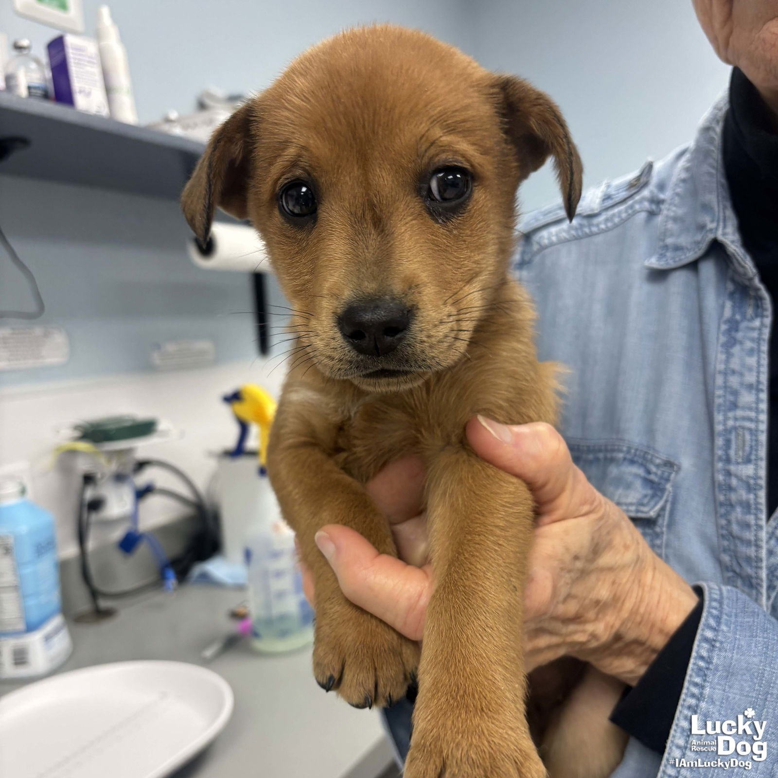 HILARY - Shepherd / Labrador Retriever available for adoption