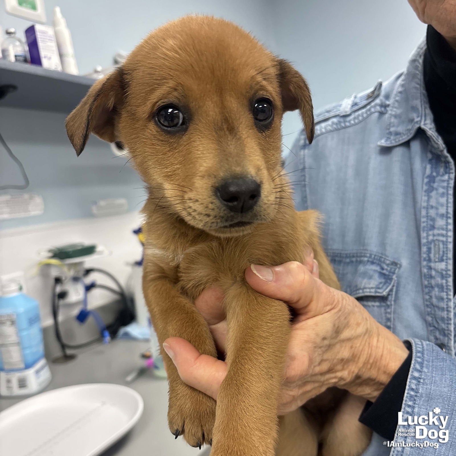 HILARY - Shepherd / Labrador Retriever available for adoption