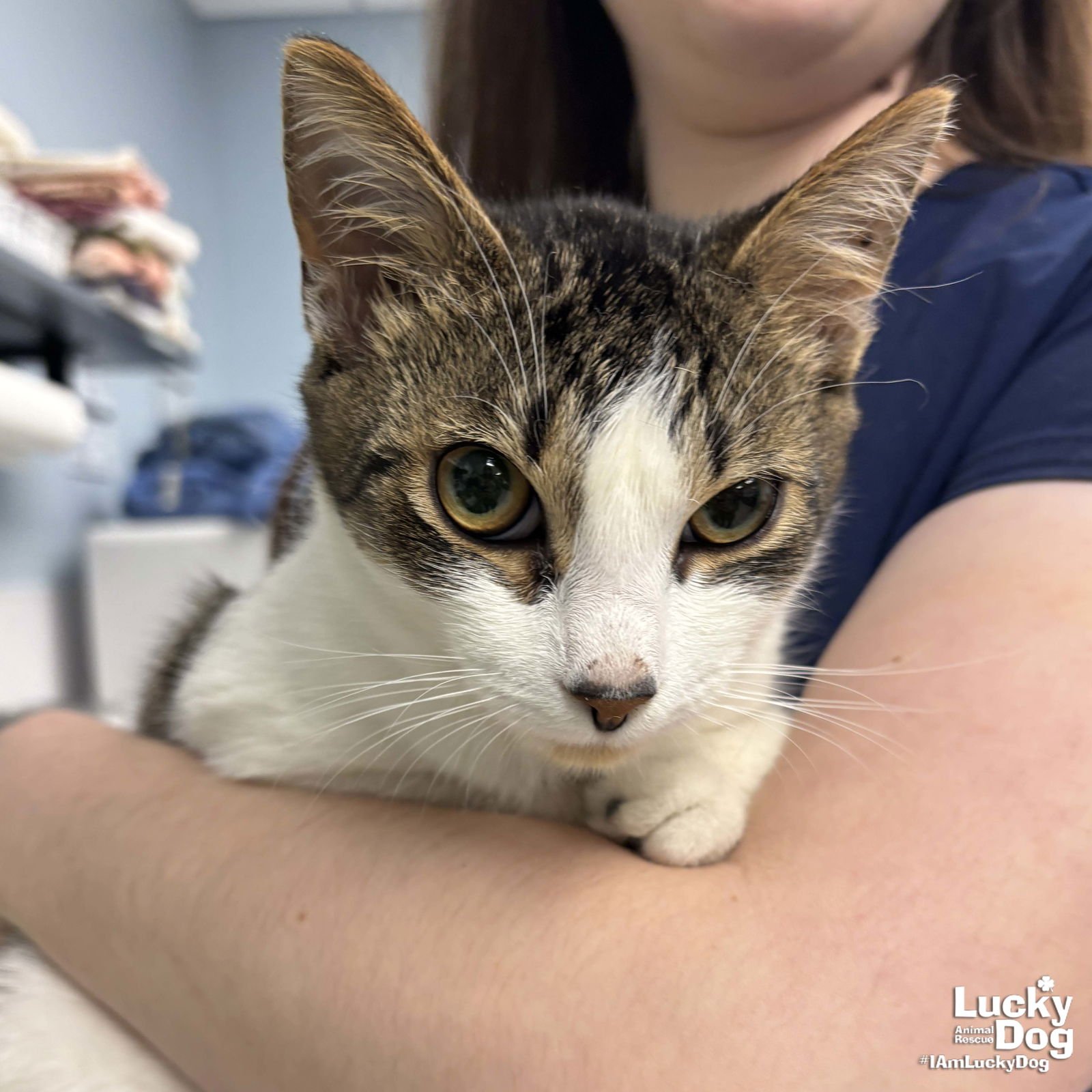 MOO - Domestic Short Hair available for adoption