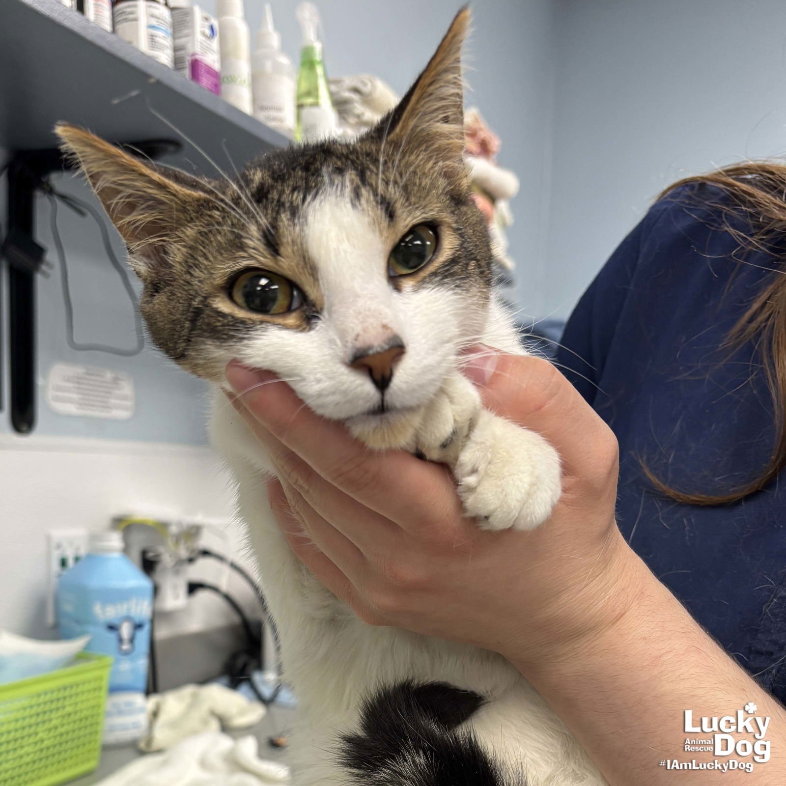 MOO - Domestic Short Hair available for adoption