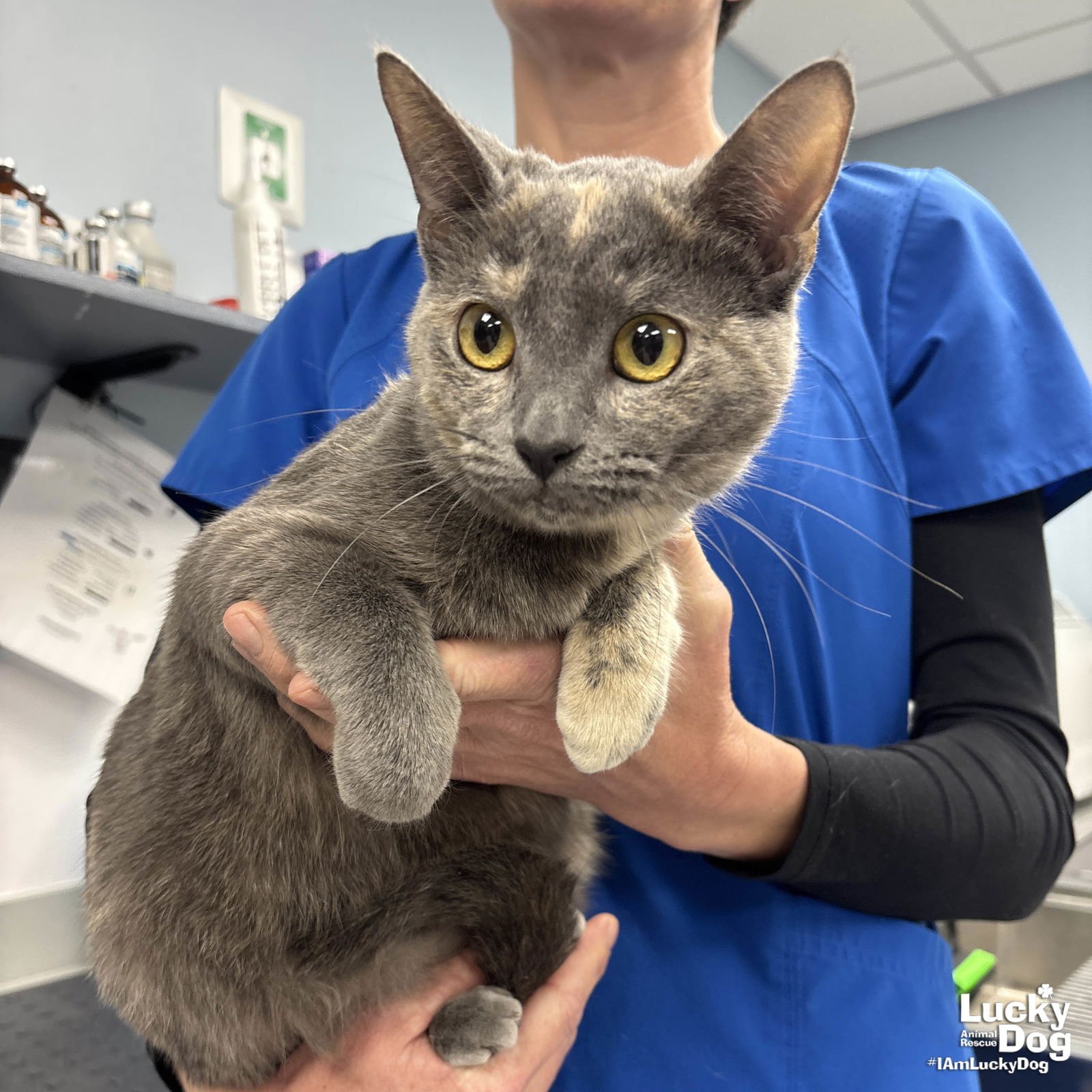 STELLY - Domestic Short Hair available for adoption