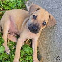 Archie - Photo 2