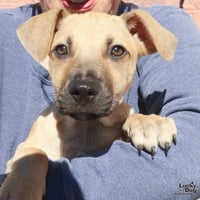 Archie - Photo 3