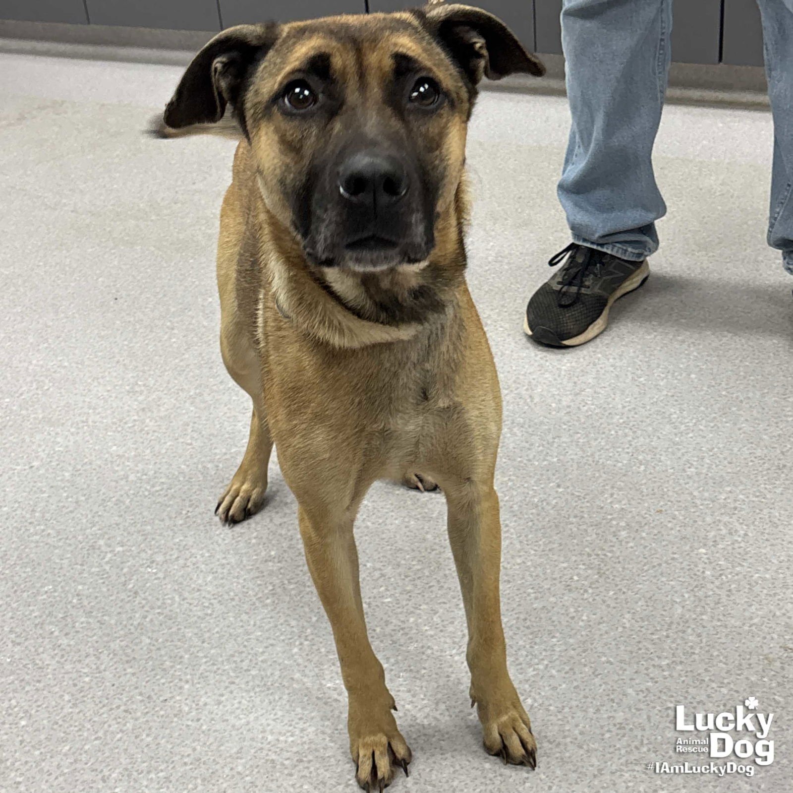 WIGGLE - Shepherd available for adoption