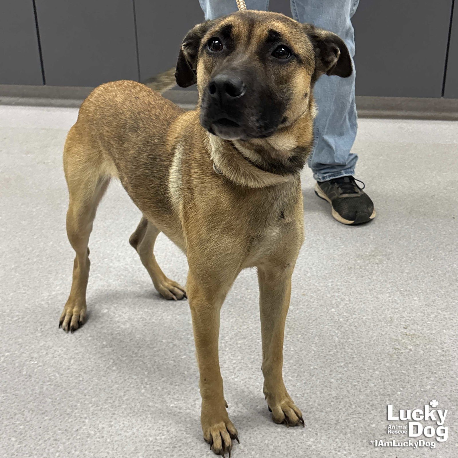 WIGGLE - Shepherd available for adoption