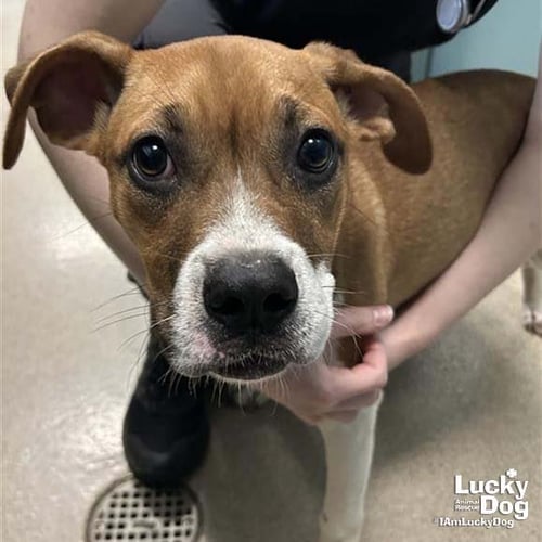 MARCIE - Labrador Retriever / Boxer available for adoption