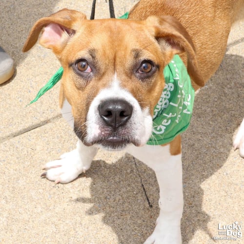 MARCIE - Labrador Retriever / Boxer available for adoption