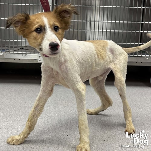PINE CONE - Jack Russell Terrier available for adoption