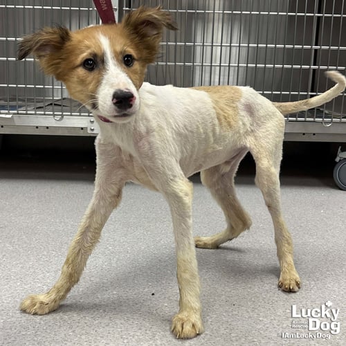 PINE CONE - Jack Russell Terrier available for adoption