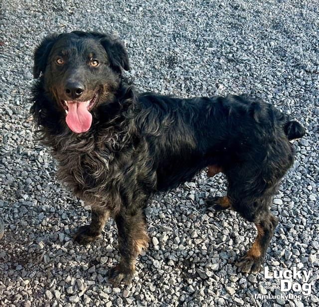 TJ - Australian Shepherd available for adoption