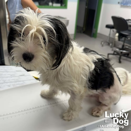 BRETT - Shih Tzu available for adoption