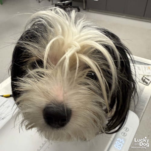 BRETT - Shih Tzu available for adoption