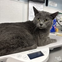 Gracie - Photo 1