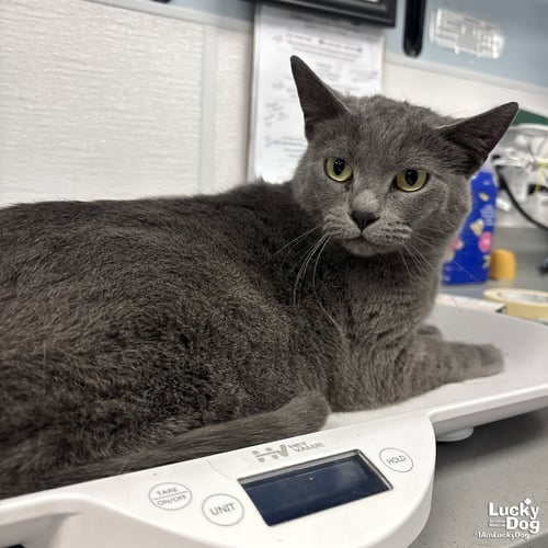 GRACIE - Domestic Short Hair available for adoption