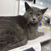 Gracie - Photo 2